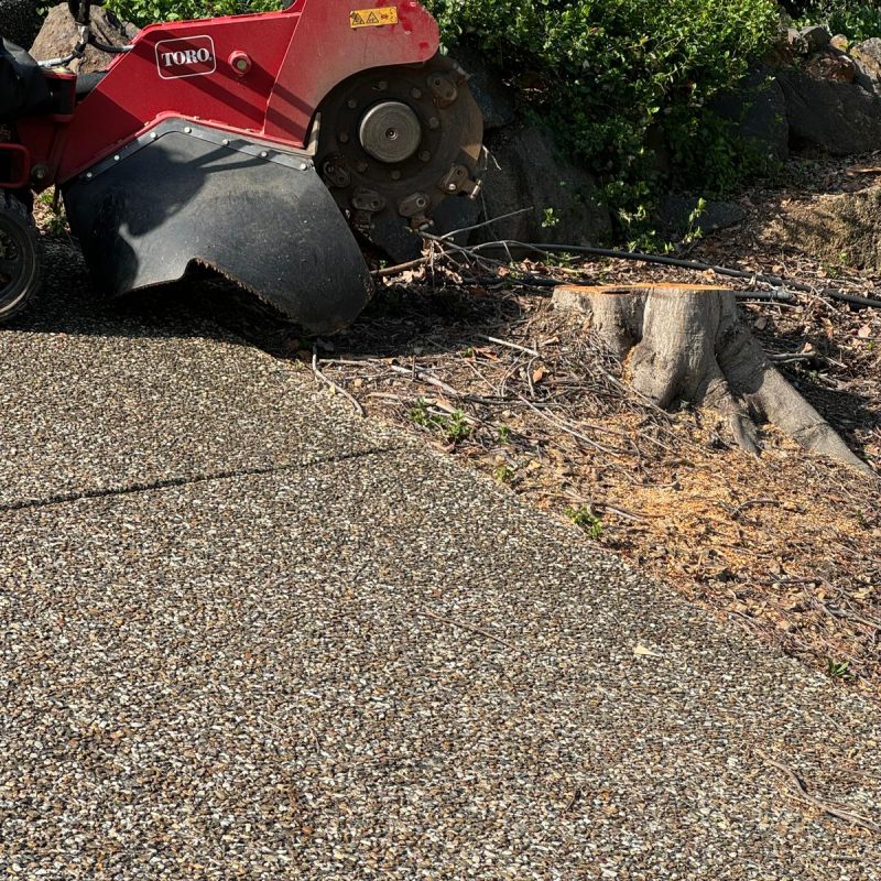 Sonic Stumps
